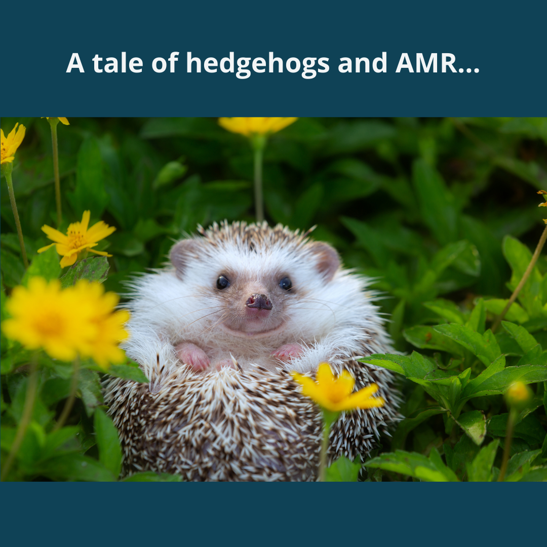  Copy of A tale of hedgehogs